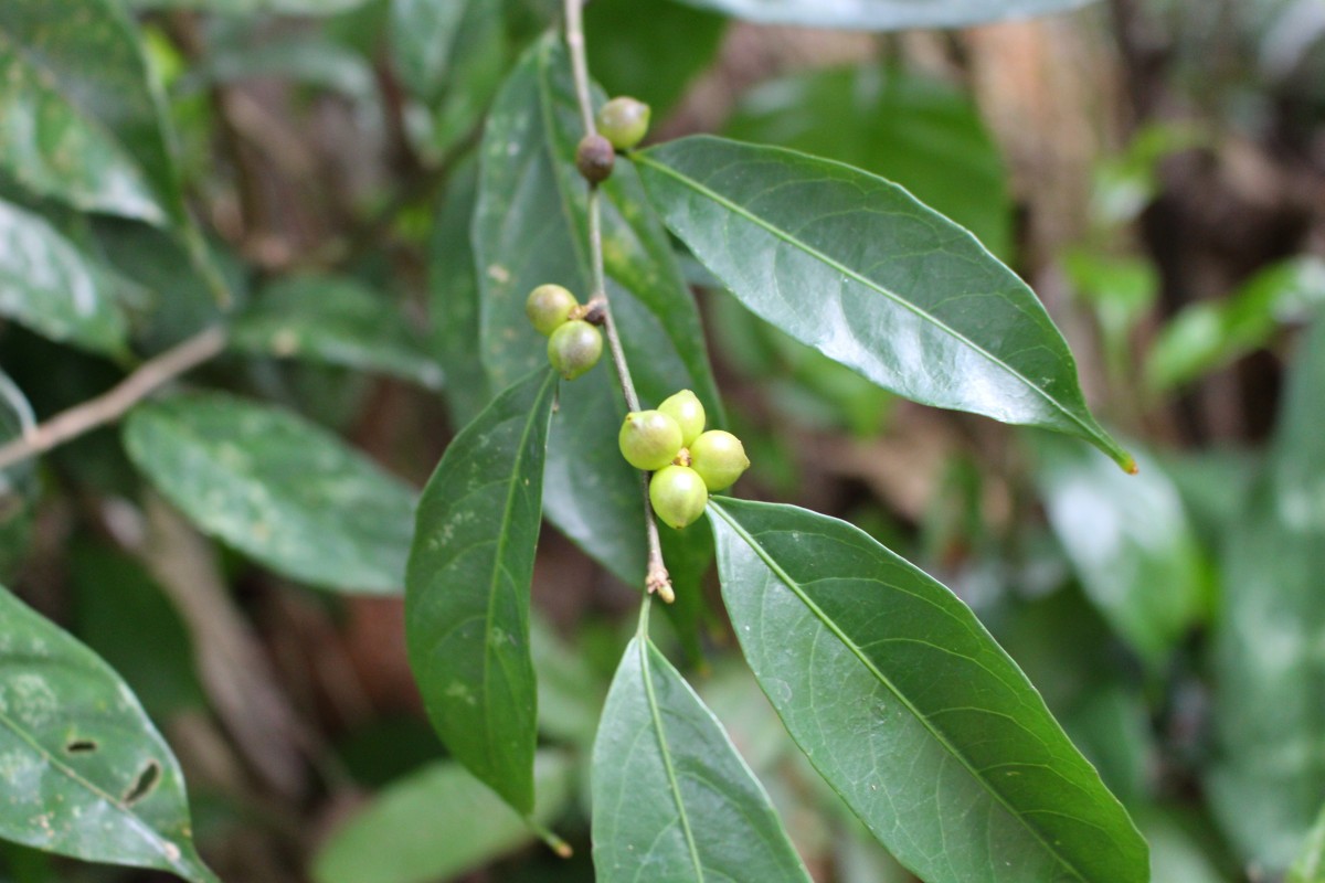 Aporosa lanceolata (Tul.) Thwaites